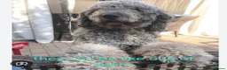 Goldendoodle dogs for sale: F1B Rare black standard Goldendoodle North Wales  - Advert 22