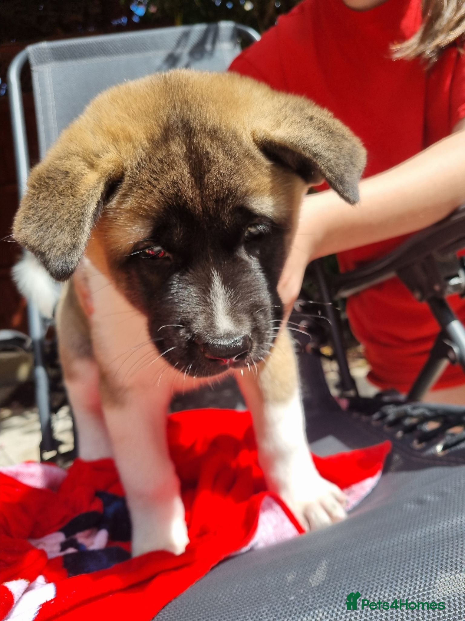 Akita dogs Ready now! 1 left! Pure breed American Akita - Advert 1