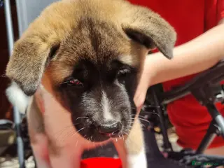 Akita dogs Ready now! 1 left! Pure breed American Akita - Advert 1