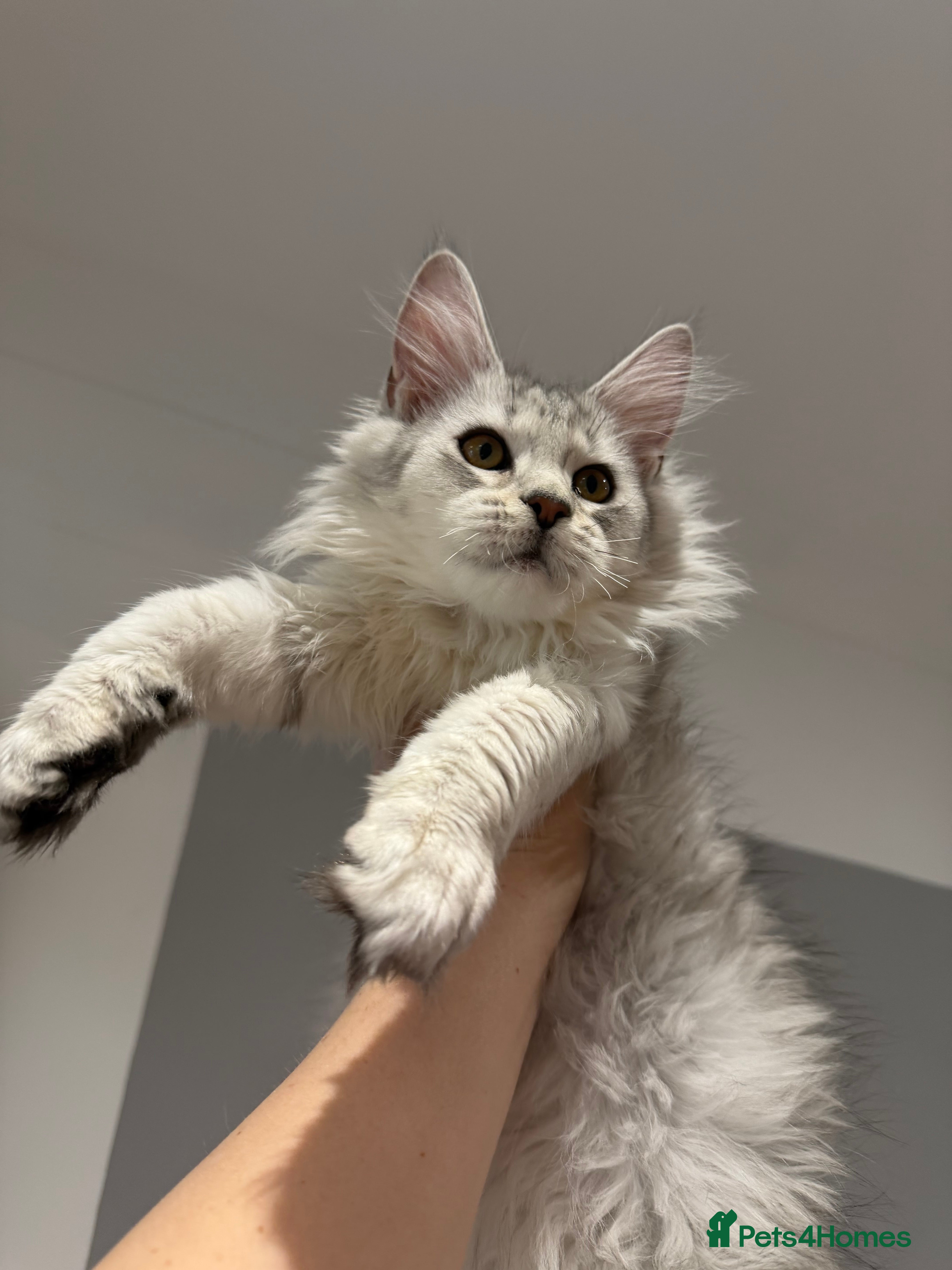 Maine Coon cats Stunning Black Silver Shaded Maine Coon Kittens - Advert 1