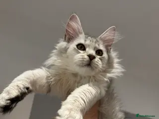 Maine Coon cats Stunning Black Silver Shaded Maine Coon Kittens - Advert 1