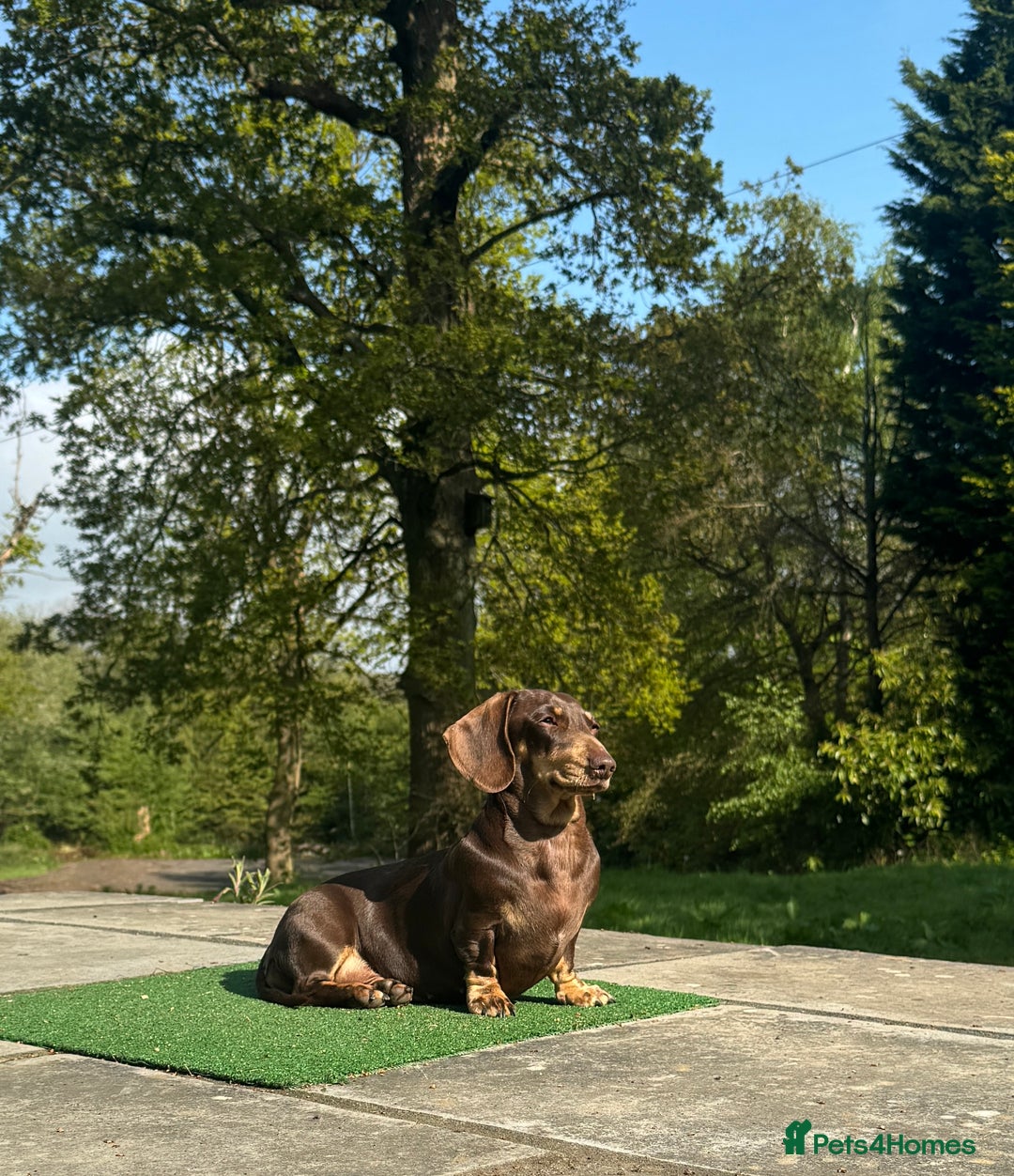 Miniature Dachshund dogs for sale: Chocolate & Tan KC Miniature Dachshund Puppies - Advert 16