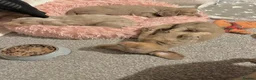 Miniature Dachshund dogs for stud: Long-Haired Miniature Dachshund Stud– Isabella Tan - Advert 19