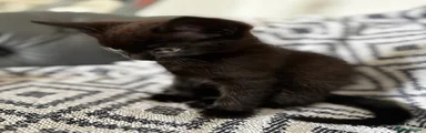 Domestic Shorthair 1