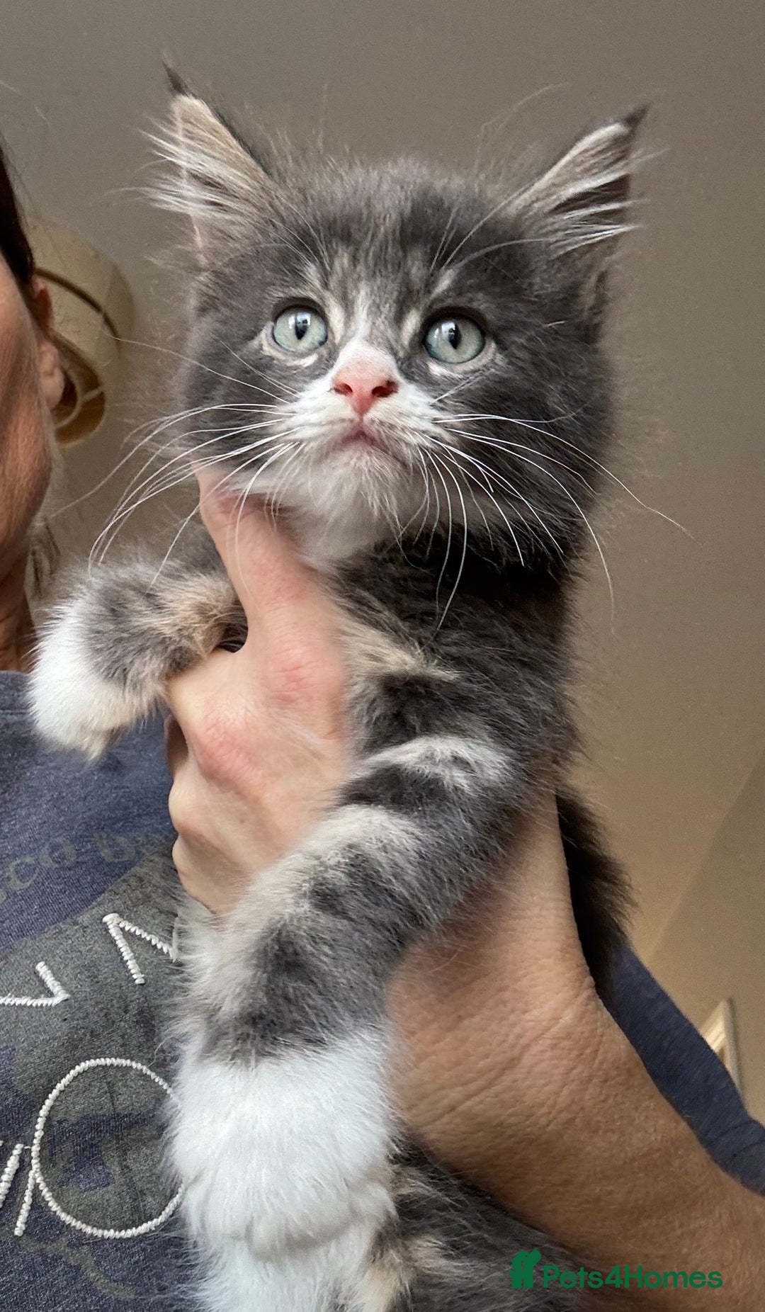 Mixed Breed cats for sale: 3/4 Maine Coon 1/4 ragdoll kittens ready - Advert 4