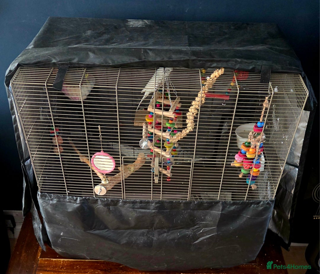 Budgerigars birds for sale: Wonderful white budgie with cage  - Image 3