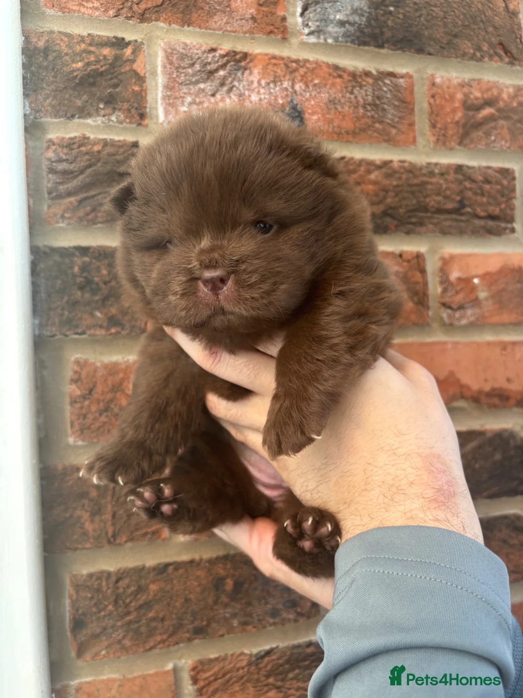 Chow Chow dogs for sale: Quality Chocolate Chows not to be missed 🔥  in Scunthorpe - Advert 2