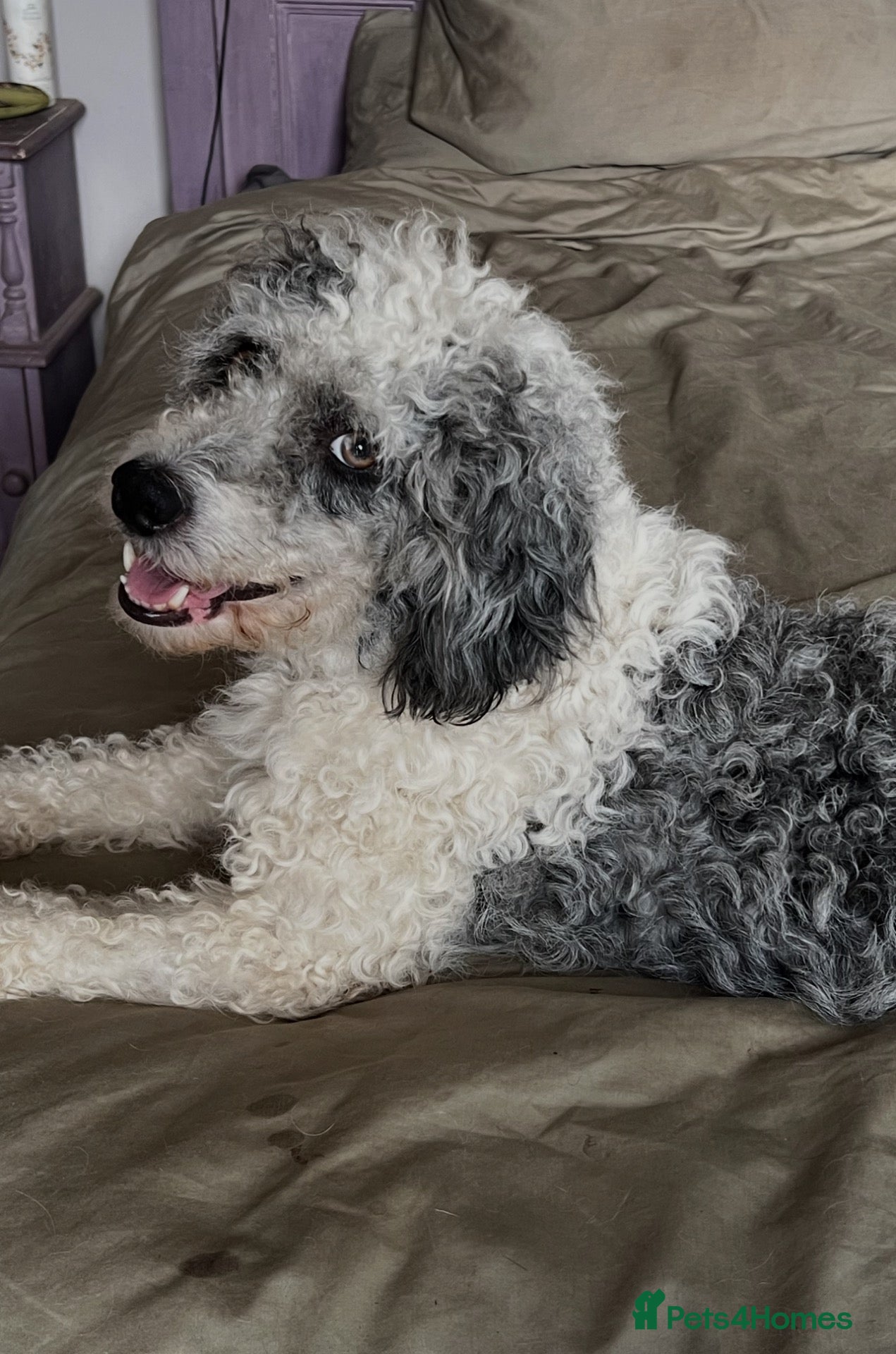 Bordoodle dogs F1b Bordoodle extensive genetic test clear - Advert 2