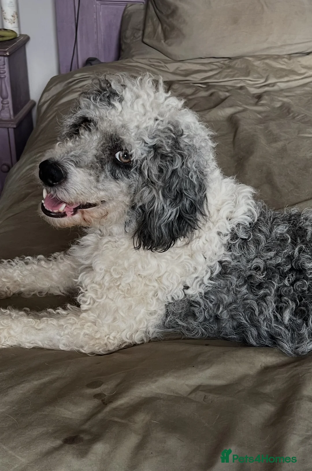 Bordoodle dogs for sale: F1b Bordoodle extensive genetic test clear - Advert 2