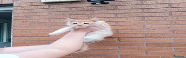 Maine Coon 4