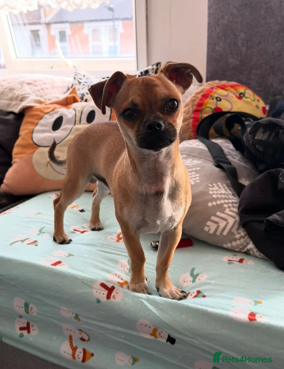 Chihuahua dogs for sale: Beautiful Cream chihuahua for sale  in London - Advert 2