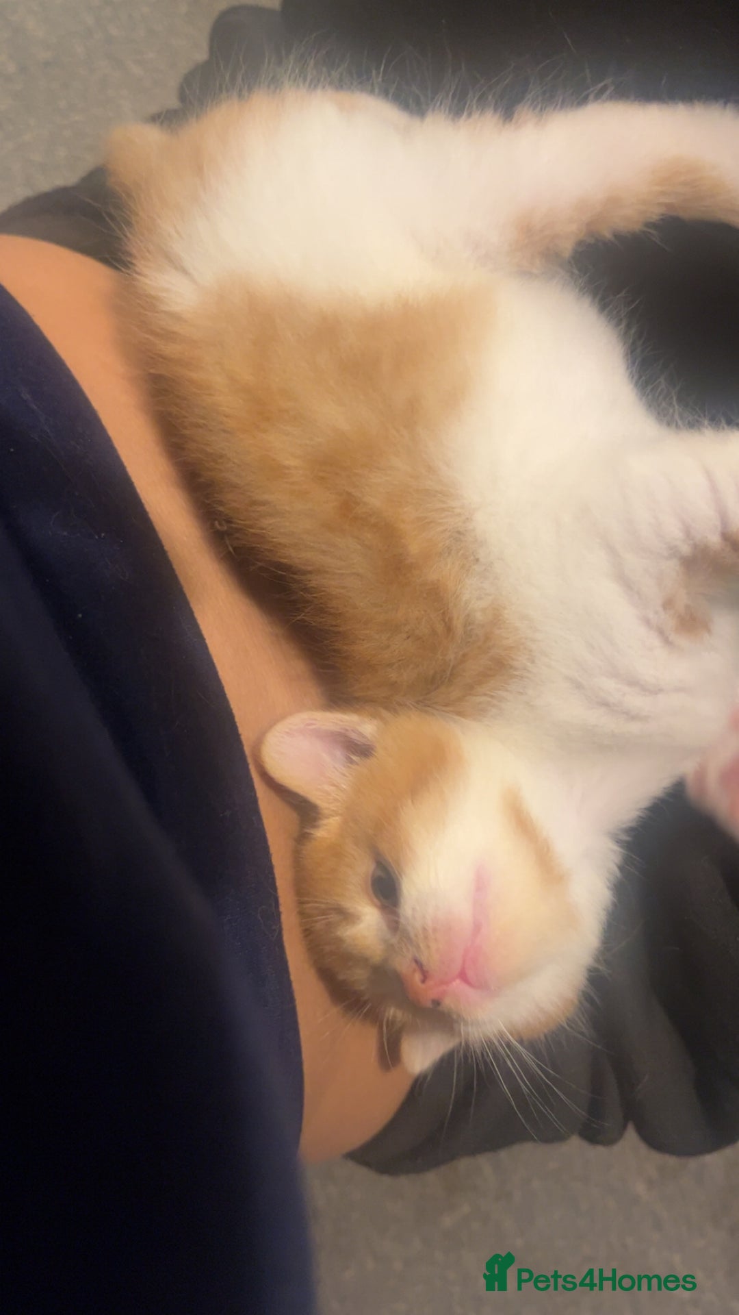 Mixed Breed cats for sale: Orange kitties 💕🍊 - Advert 14