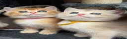 British Shorthair cats for sale: British shorthair blue golden kittens GCy - Advert 13