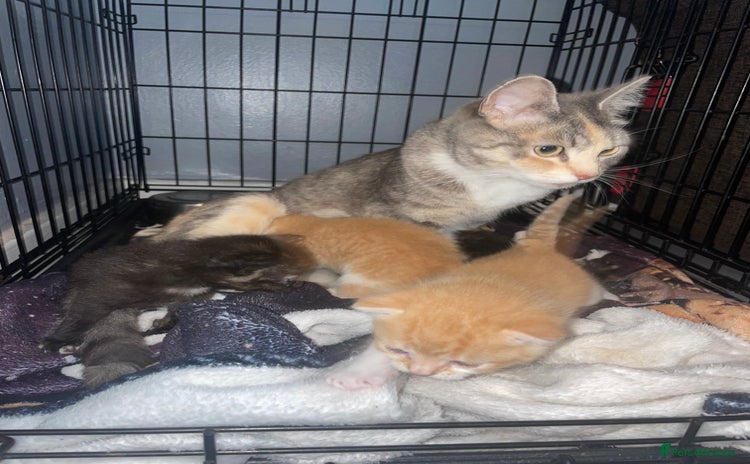Mixed Breed cats - Advert 17