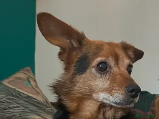 Chorkie dogs looking for loving home for older terrier - Advert 1