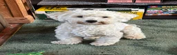 Mixed Breed dogs for sale: Male dog needs a home in Dover - Advert 3