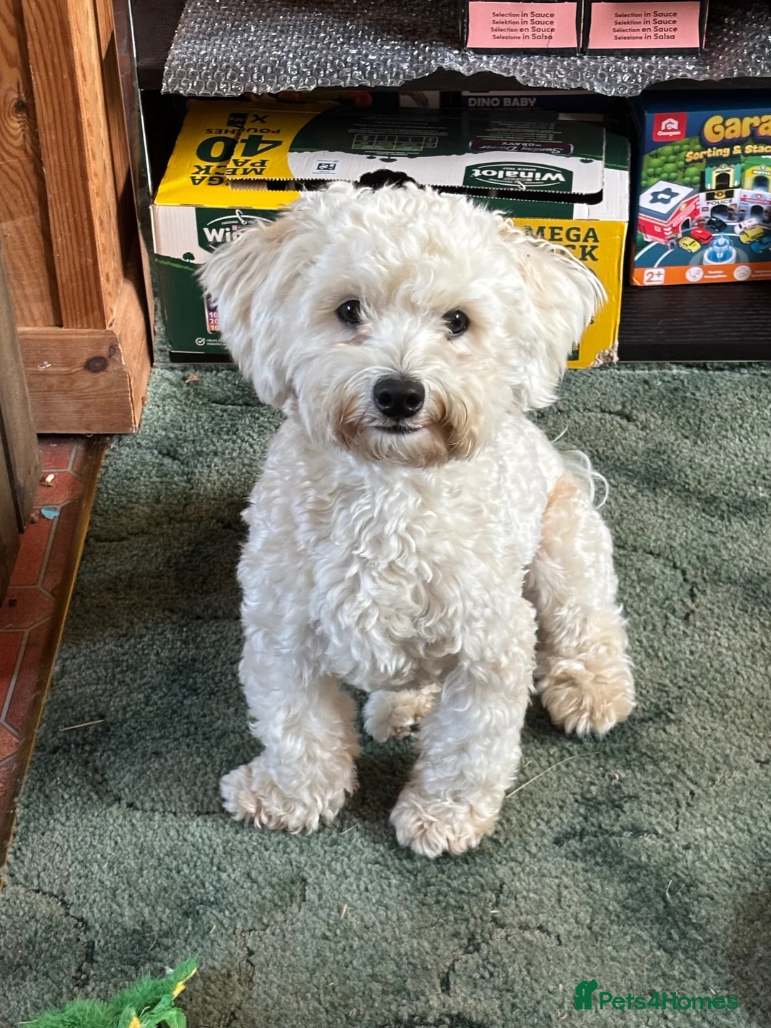 Mixed Breed dogs for sale: Male dog needs a home in Dover - Advert 3