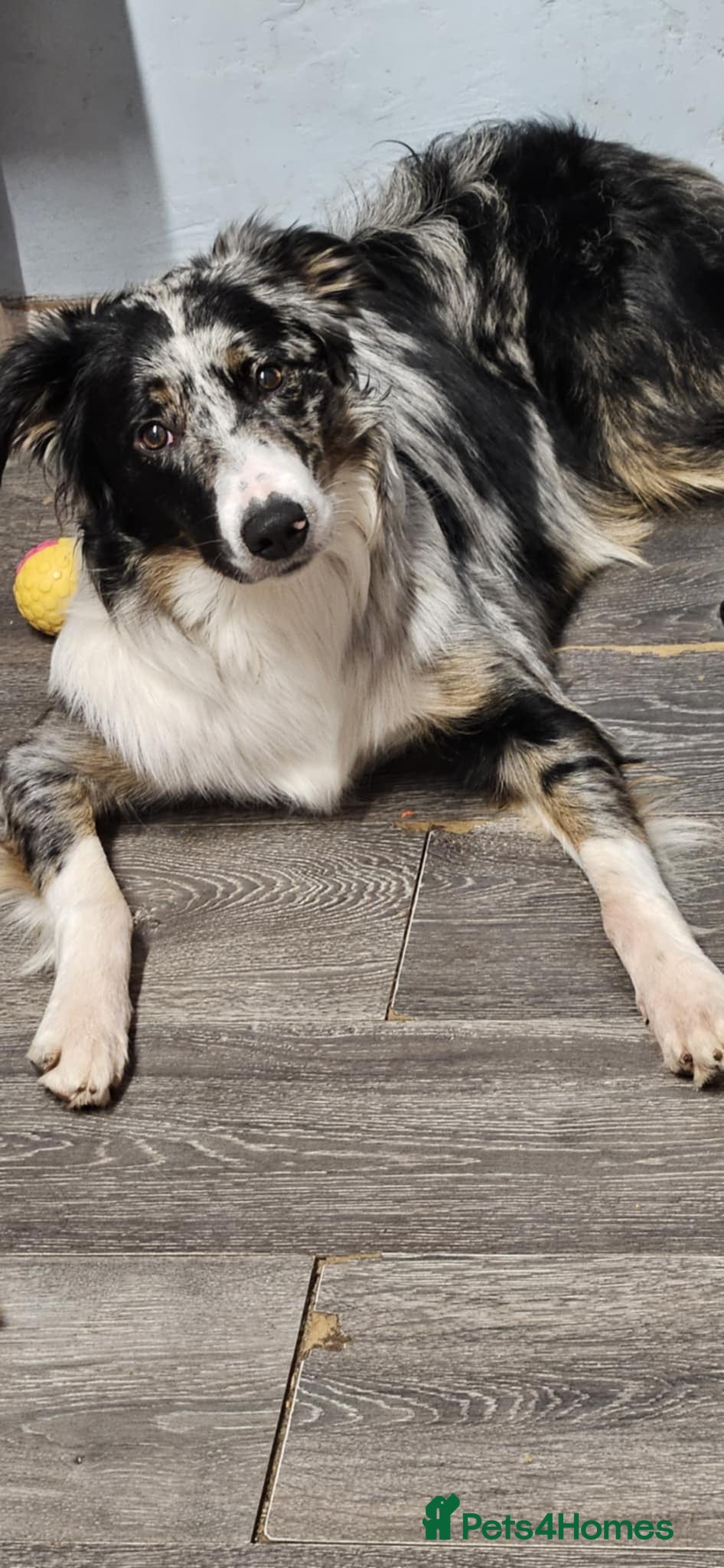 Border Collie dogs ***STUD ONLY*** - Advert 13