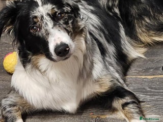Border Collie dogs - Advert 1
