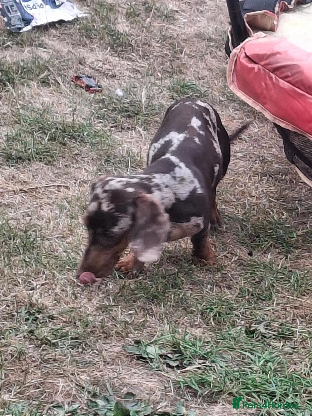 Miniature Dachshund dogs for sale: Vinny minature DACHSHUND chocolate dapple  - Advert 9
