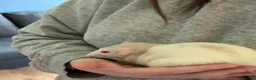 Rat rodents for sale: 4 dumbo female rats  - Advert 3