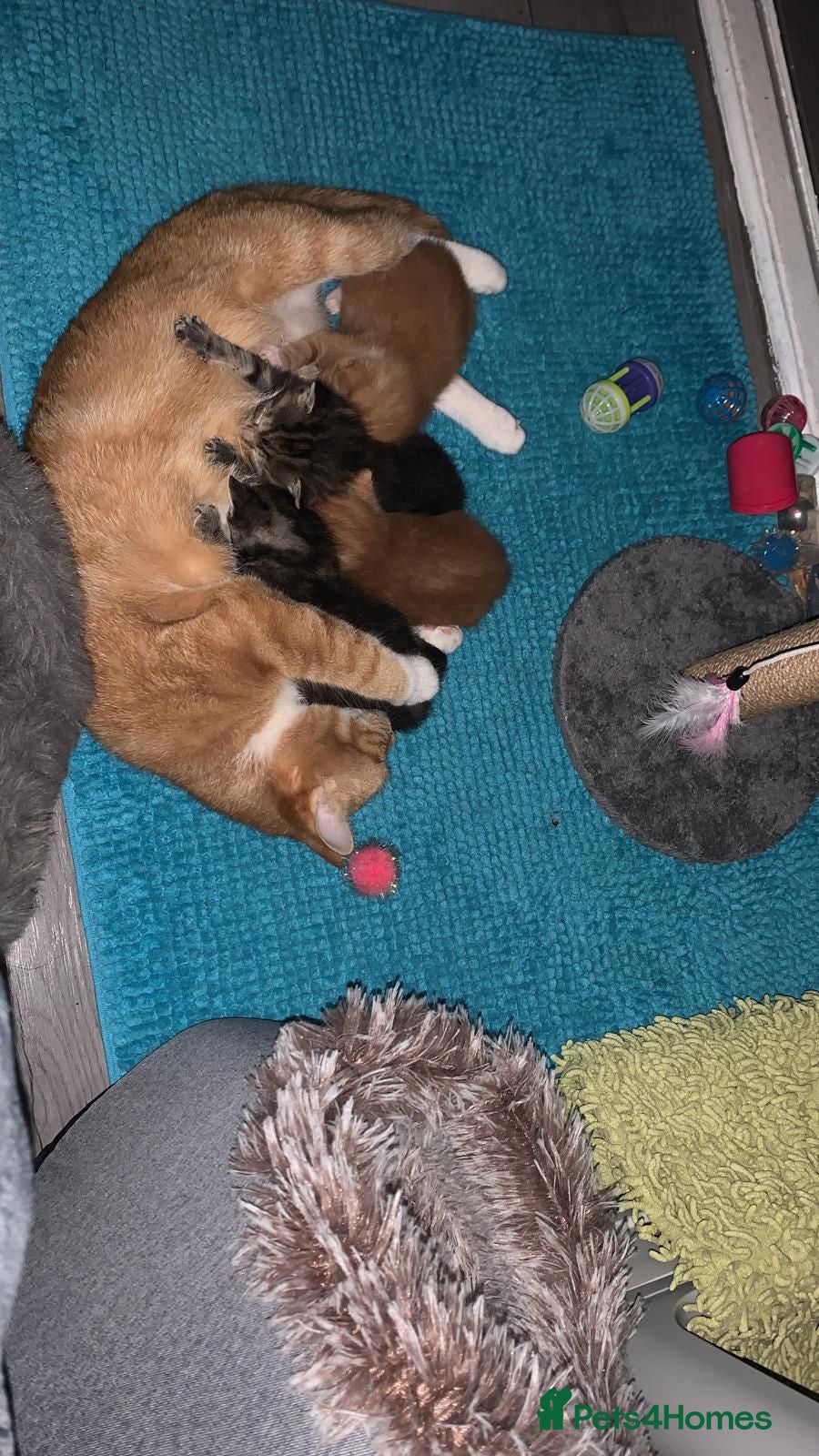 Mixed Breed cats Beautiful kittens for sale  - Advert 1