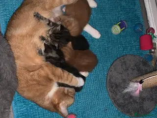 Mixed Breed cats Beautiful kittens for sale - Advert 5