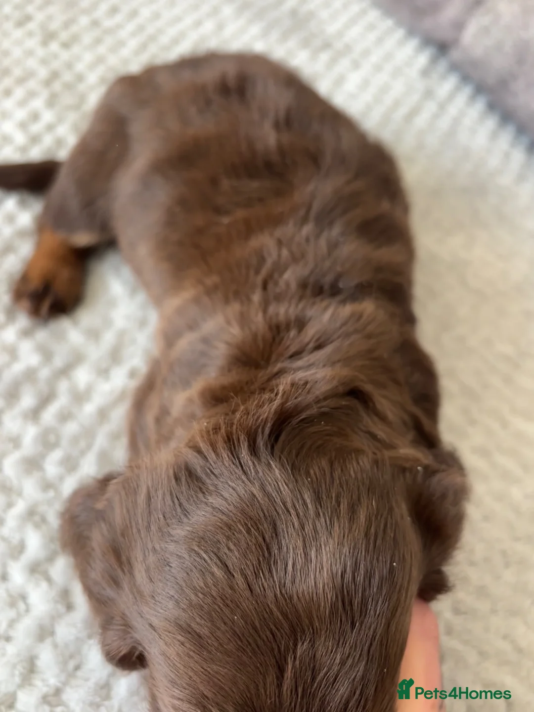 Miniature Dachshund dogs for sale: Miniature Dachshund puppies  - Advert 12