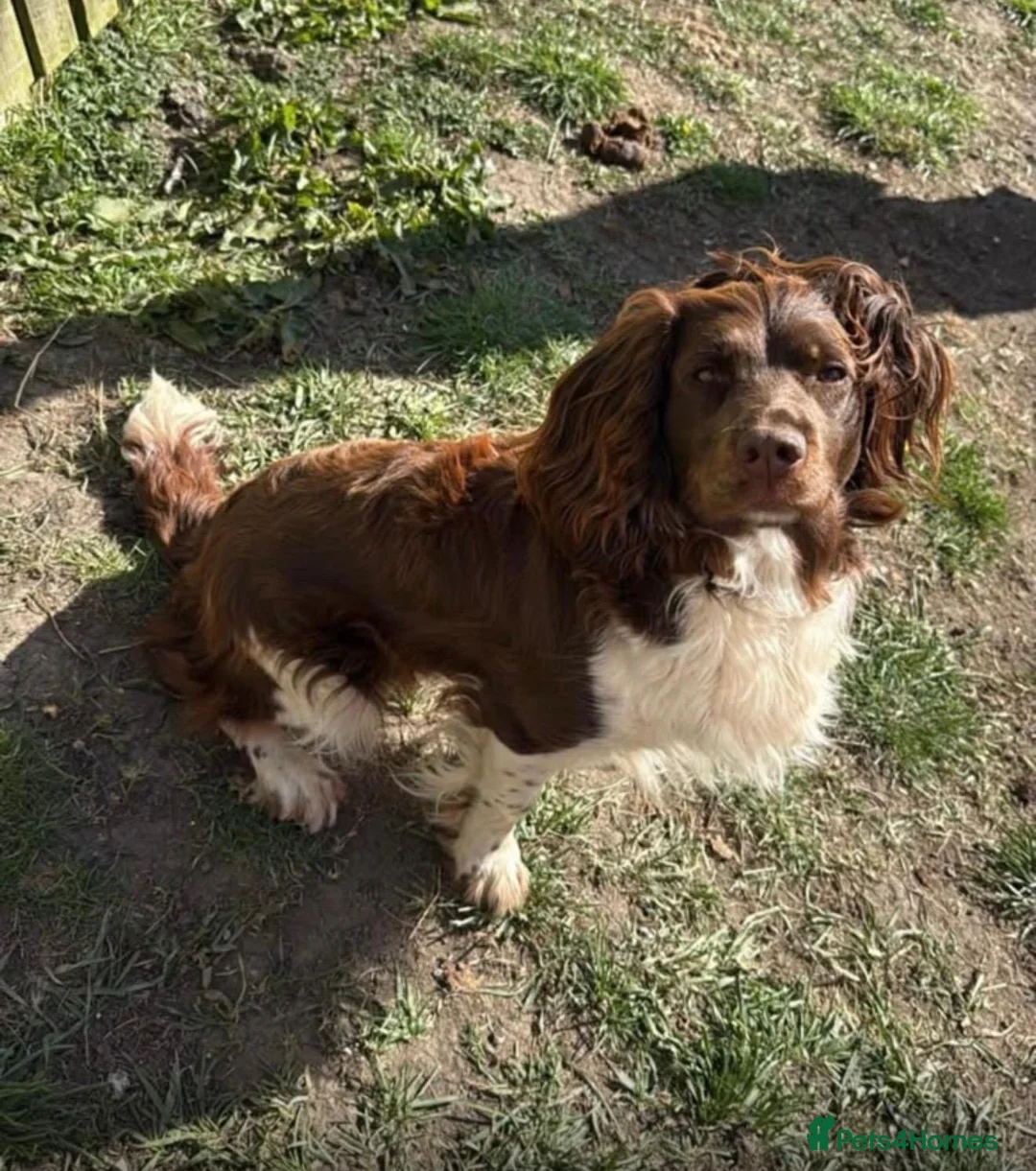 Cocker Spaniel dogs for sale: Working cocker spaniel bitch  - Advert 1
