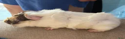 Guinea Pig rodents for sale: Male guinea pig blonde white and brown  in Brentwood - Advert 3