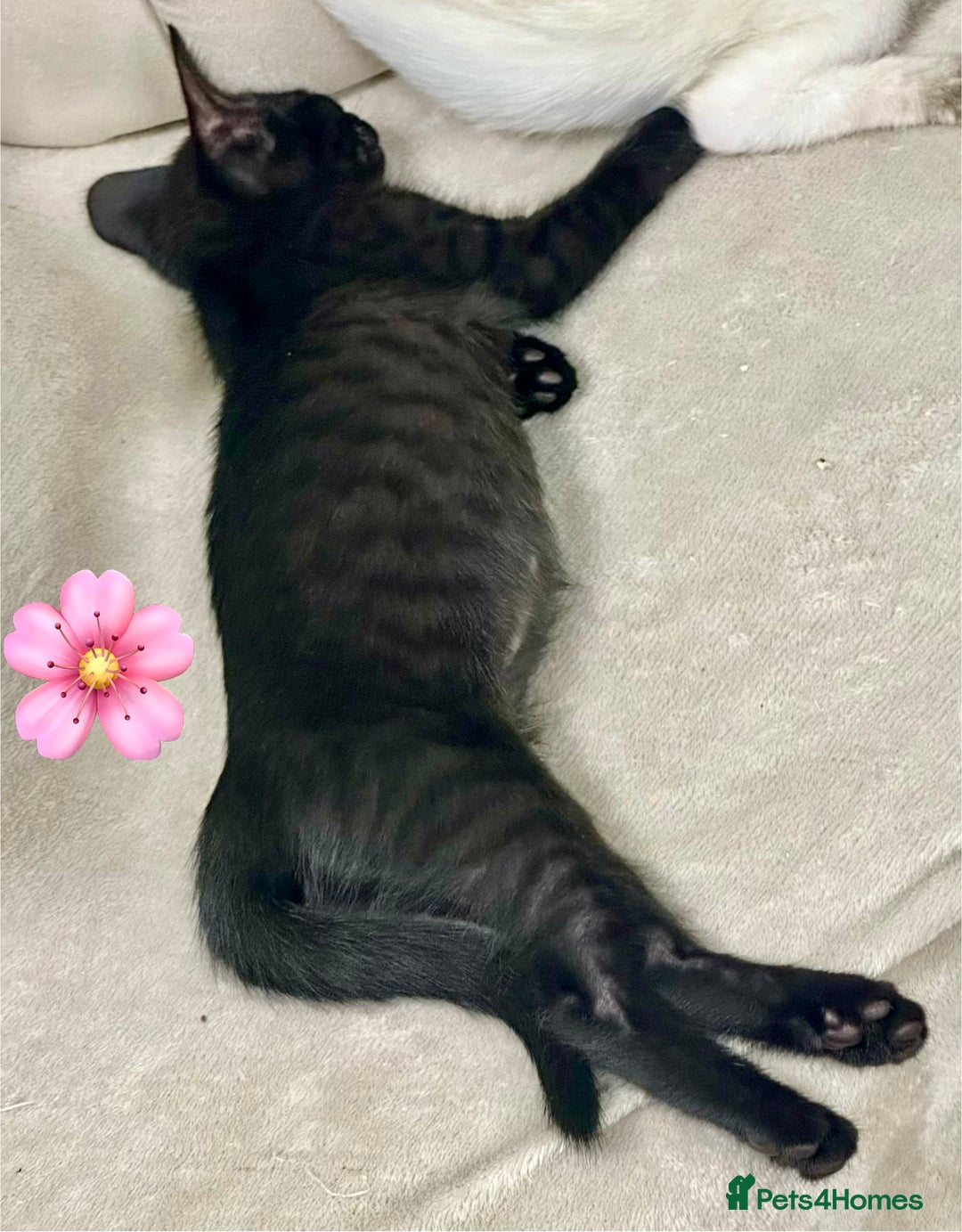 Mixed Breed cats for sale: ✨Cornish Rex Kittens Ready for New Homes Now✨ - Advert 18