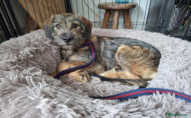 Mixed Breed dogs - Advert 6