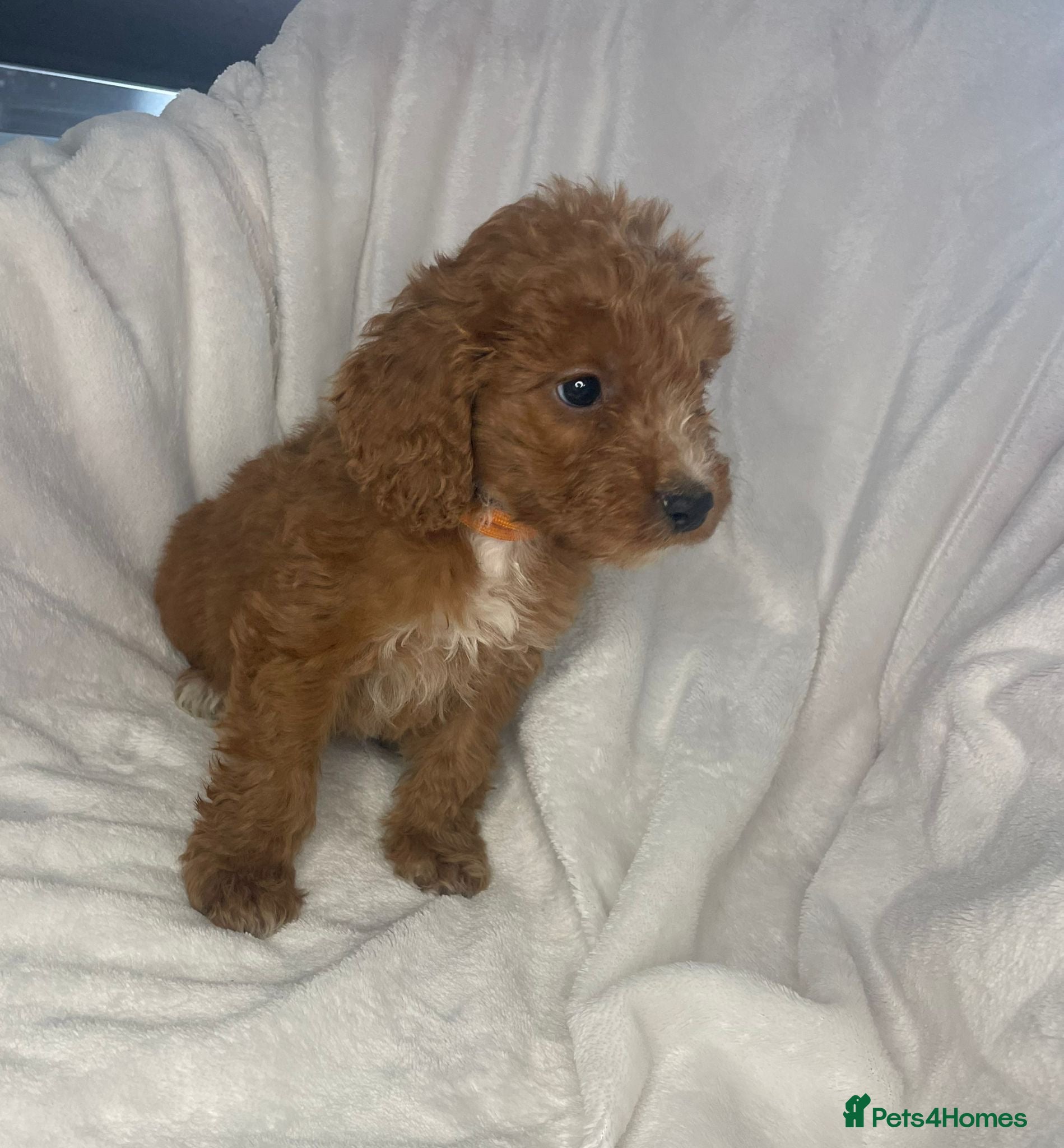 Cockapoo dogs 5 Stunning F1 Red Cockapoos (Health Tested) ❤️ - Advert 1