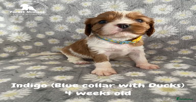 Cavalier King Charles Spaniel dogs - Advert 1
