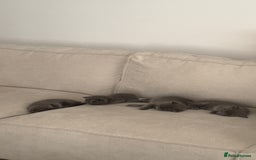 British Shorthair cats for sale: BSH Kittens • 3 Males • Ready to leave at 10 weeks - Image 6