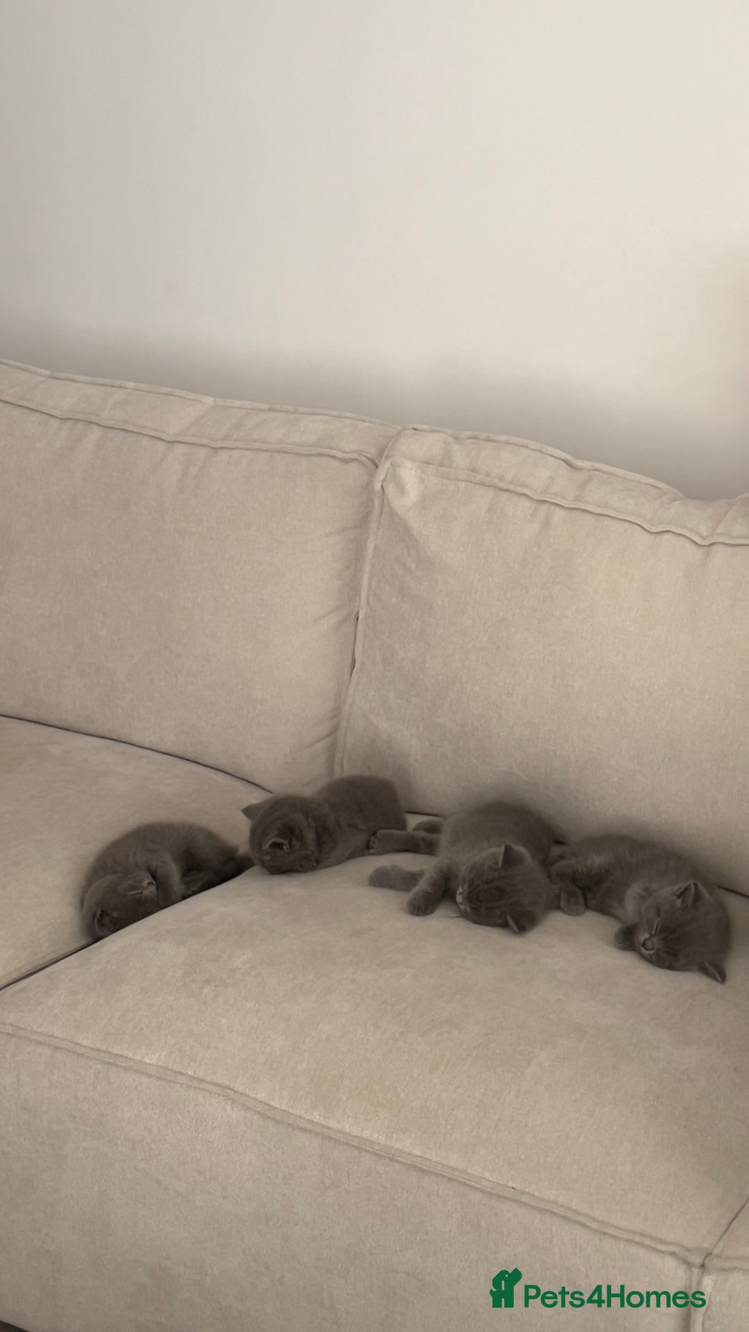 British Shorthair cats for sale: BSH Kittens • 3 Males • Ready to leave at 10 weeks - Image 6