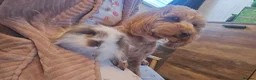 Mini Lion Lop rabbits for sale: Male House Rabbit - Advert 3