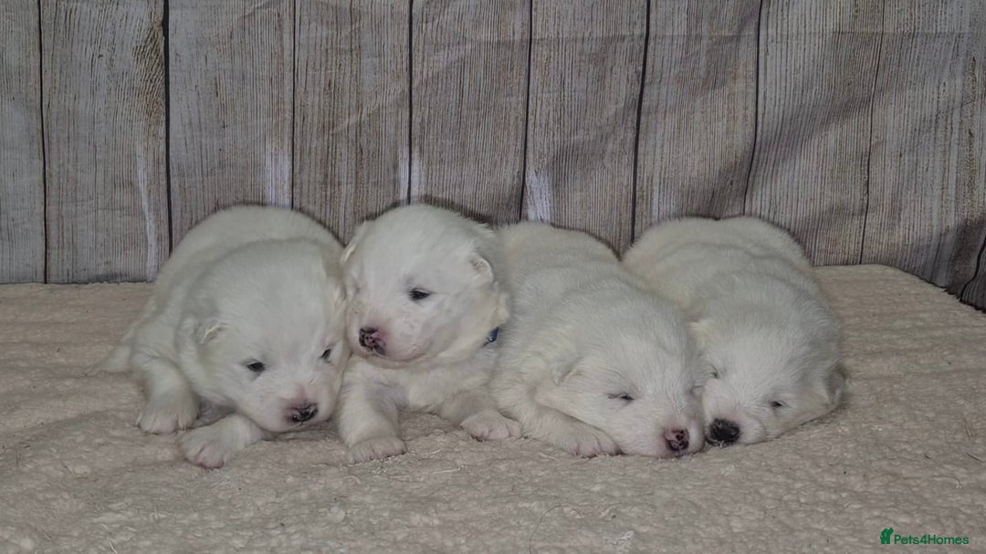 Samoyed dogs for sale: 4 Beautiful Pure Samoyeds ❤️ - Advert 1