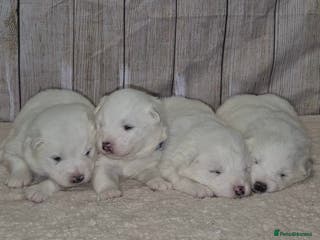 Samoyed dogs 4 Beautiful Pure Samoyeds ❤️ - Advert 8