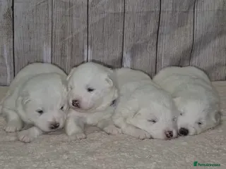 Samoyed dogs 4 Beautiful Pure Samoyeds ❤️ - Advert 1