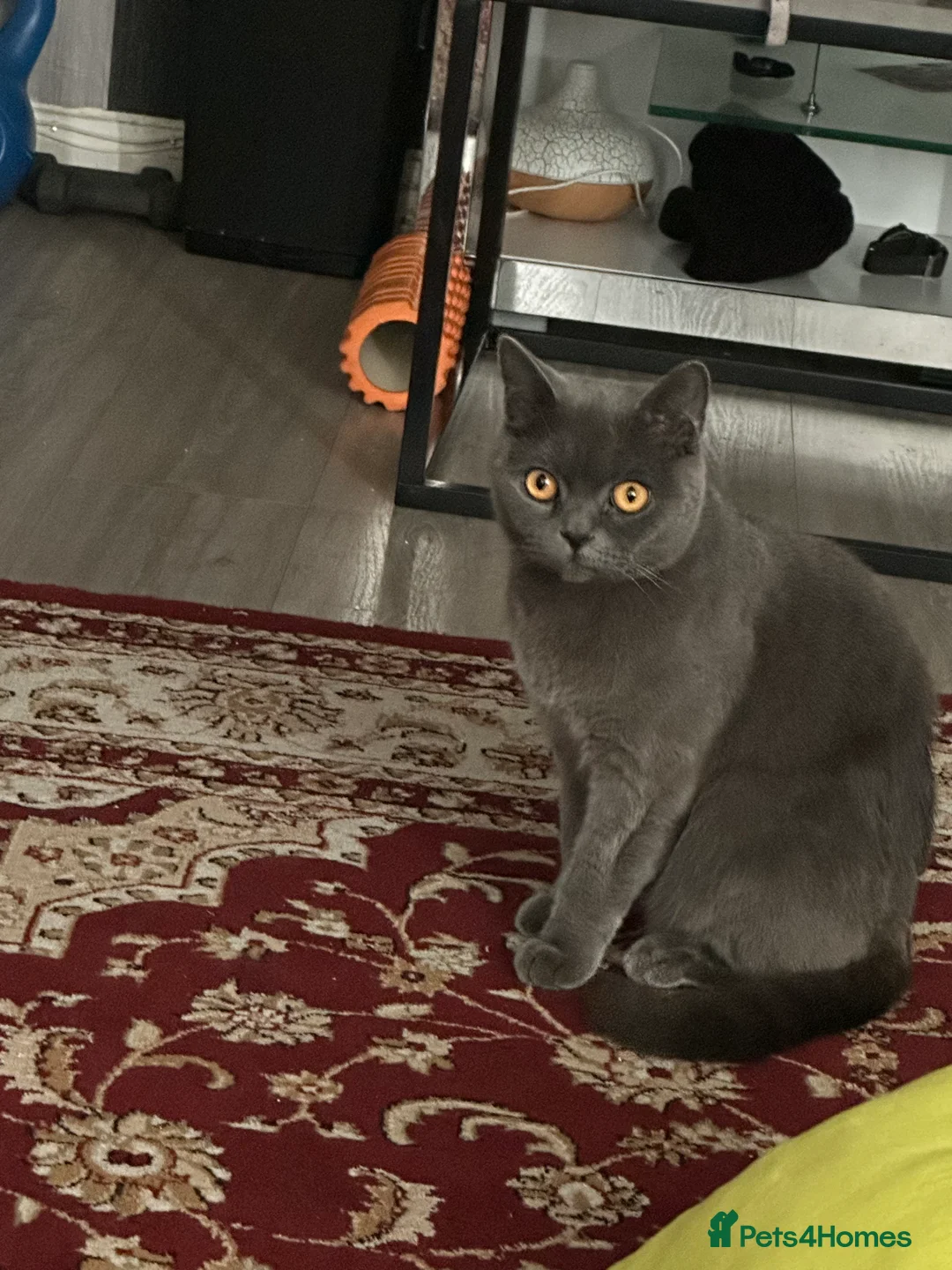 British Shorthair cats for sale: British shorthair  in Bolton - Advert 4