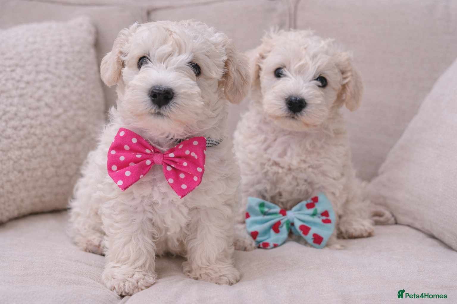 Schnoodle dogs ✨ Exceptional Toy Schnoodle Puppies Available ✨ - Advert 1