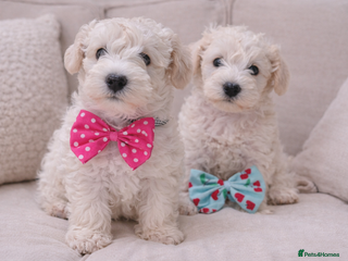 Schnoodle dogs ✨ Exceptional Toy Schnoodle Puppies Available ✨ - Advert 1