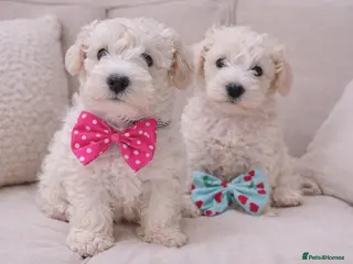 Schnoodle dogs ✨ Exceptional Toy Schnoodle Puppies Available ✨ - Advert 16