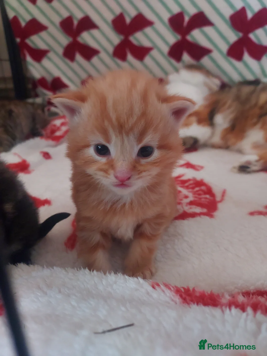 Mixed Breed cats for sale: Norwegian forest cross kittens - Advert 7