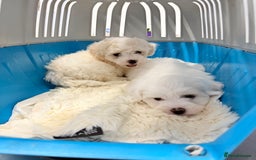 Bichon Frise dogs for sale: 🐶 Bichon Puppies – looking for loving Homes  - Image 12