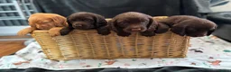 Sprocker dogs for sale: Sprocker spaniel puppies health tested parentage in Lytham Saint Annes - Advert 18