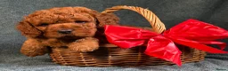 Cavapoo dogs for sale: F1B Cavapoo exquisite heath test boutique breeder  - Advert 10