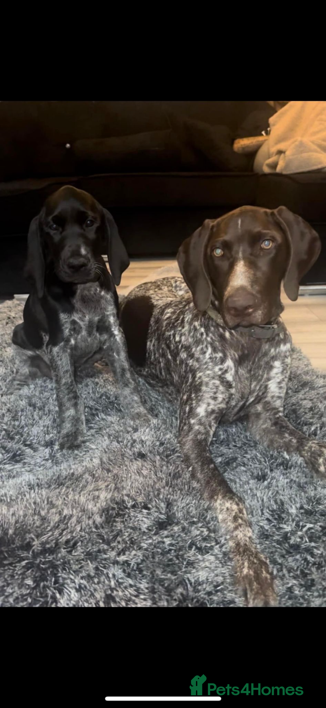German Shorthaired Pointer dogs for sale: KC show qualify GSP’s (crufts champion bloodlines) - Image 3
