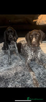 German Shorthaired Pointer dogs - Advert 3